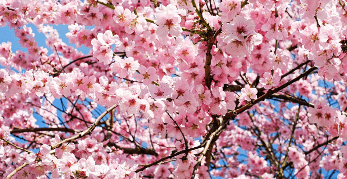 sakura