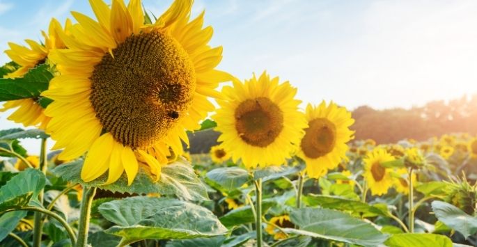 sunflowers